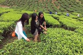 Full-Day Guided Tour of Cameron Highlands with Shared Transfers from Kuala Lumpur