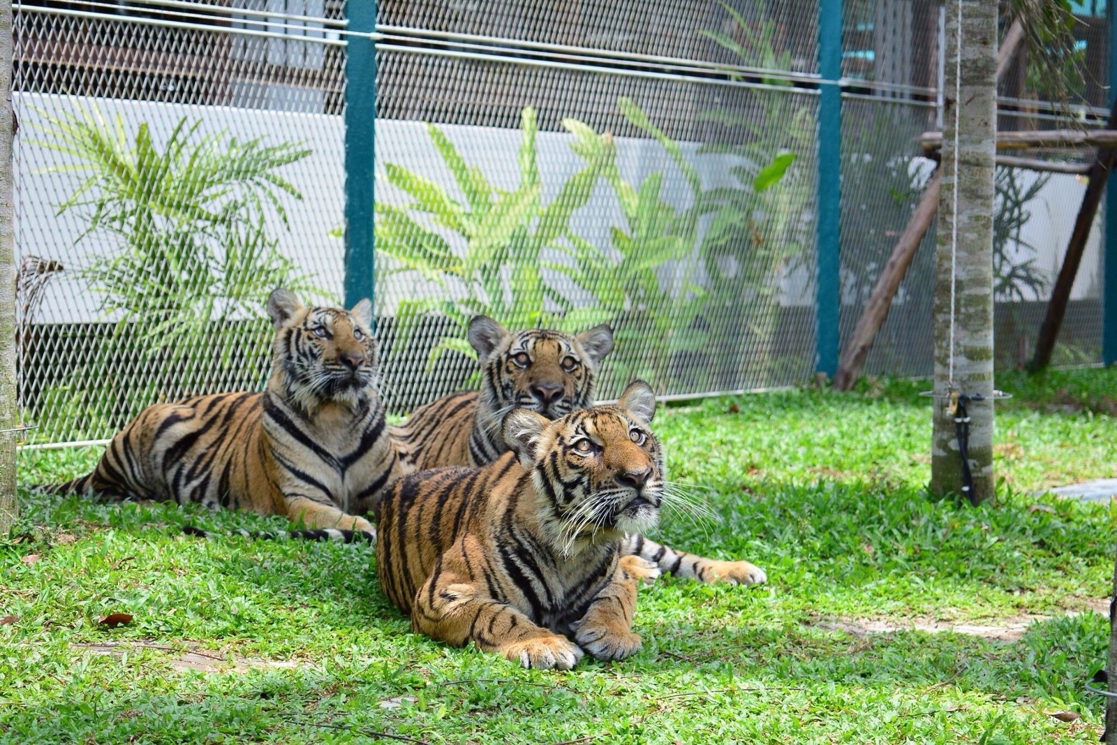 Tiger Park Tickets with Tiger Interactions: Non-Thai Residents