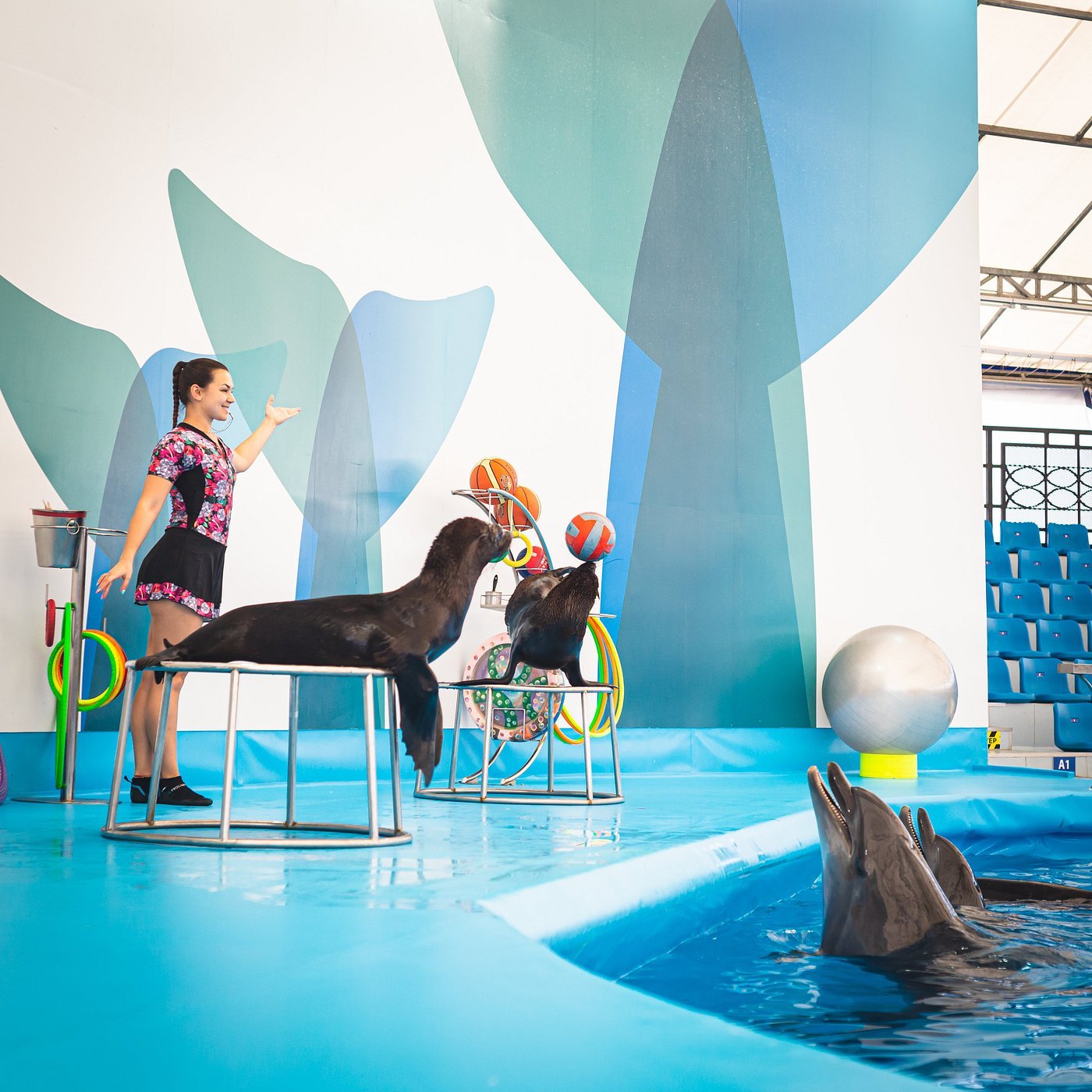 Dolphinarium Pattaya - Swim with Dolphins Experience