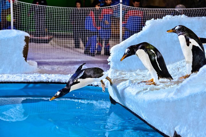 Snow Premium Tickets with Penguin Encounter