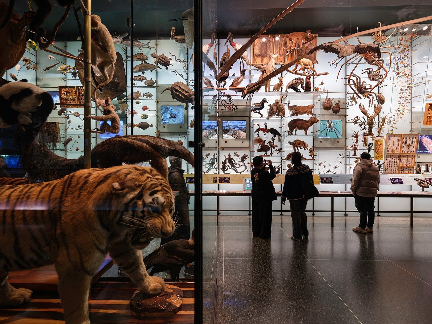 American Museum of Natural History Tickets