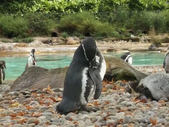 London Zoo Entrance Tickets