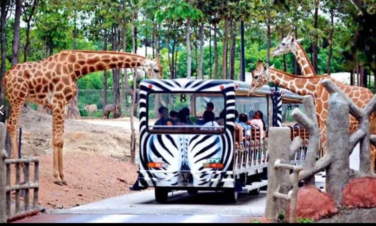 - Chiang Mai Night Safari