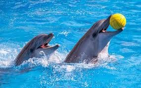 Dubai Dolphinarium: Dolphin & Seal Show VIP Tickets