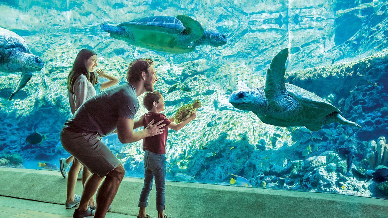 SeaWorld Orlando Any-Day Tickets