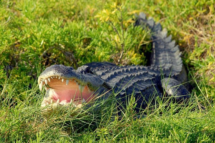 Orlando: Wild Florida 1‑Hour Airboat Tour with Gator Park Tickets