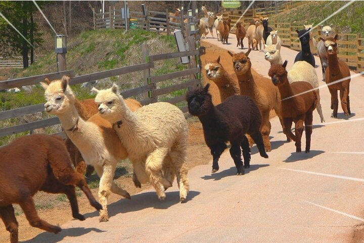 Nami Island Wildlife Exploration Day Tour with Alpaca World