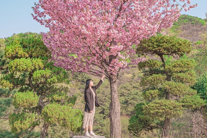 1-Day Cherry Blossom Guided Tour with Round-Trip Transfers from Seoul
