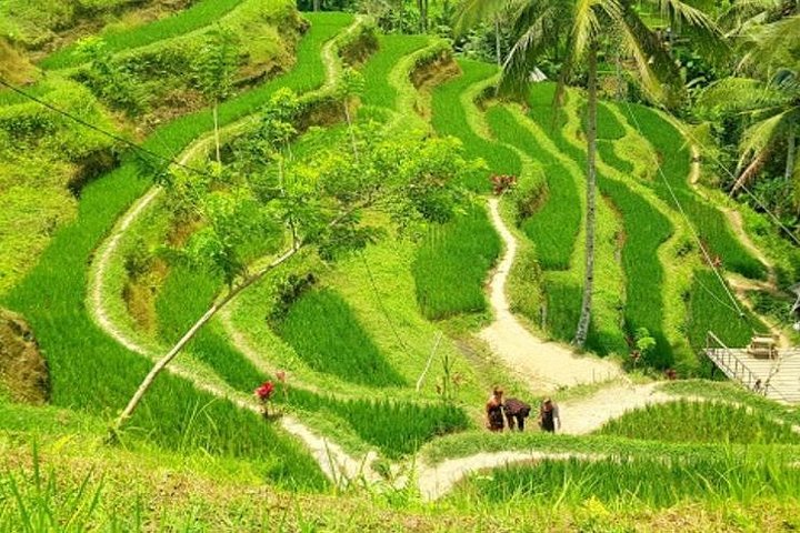 Best Ubud Tour: Monkey forest, Rice Terrace & Waterfall