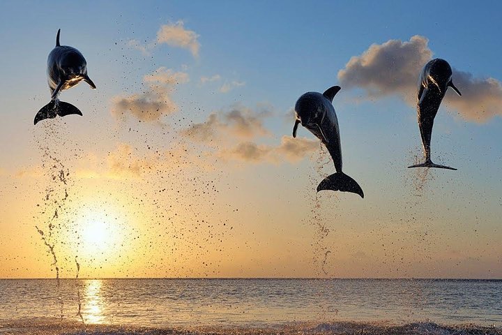Bali Lovina Sunrise Dolphin Watching & Ulundanu Beratan Temple
